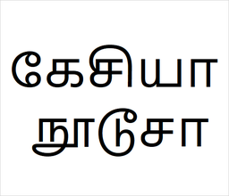 [கேசியா நூடூசா] Cassia noodusa sapling