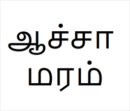 [ஆச்சா மரம்] aacha sapling