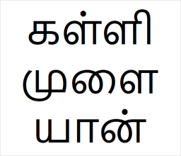 [கள்ளிமுளையான்] kalli malayan sapling