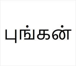 [புங்கன்] Pungan sapling