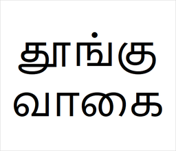 [தூங்குவாகை] Thoongu vagai sapling